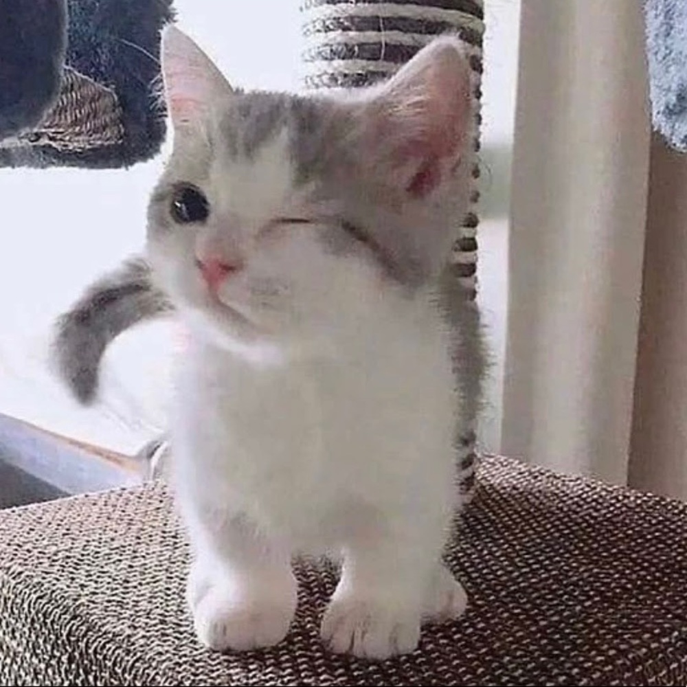 Meet your Posher, Angela